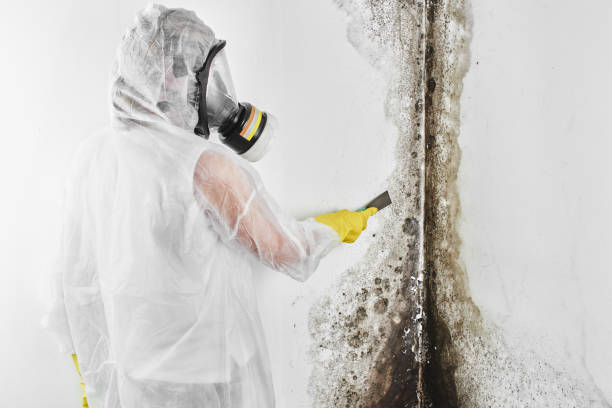 Home Mold Removal in Yoe, PA