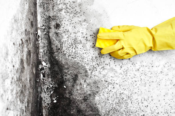 Best Mold Testing and Removal  in Yoe, PA