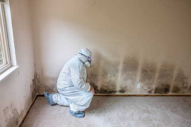 Best Mold Cleaning Services  in Yoe, PA